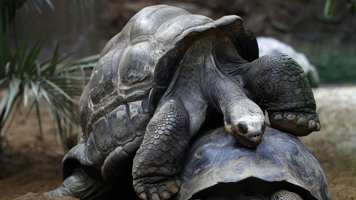 Marzą wam się Wyspy Galapagos? Ekwadorski archipelag może was zaskoczyć. Dzieją się tu rzeczy, o których nie śniło się Karolowi Darwinowi.