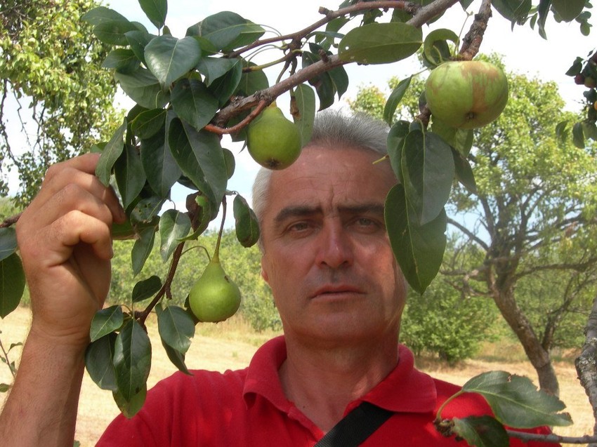 Dragan Bogdanović pokazuje jabuku na grani kruške