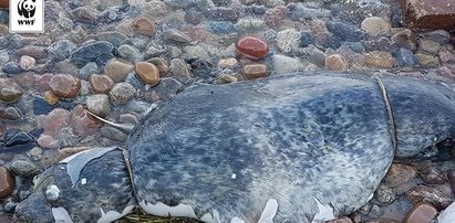 Kto zabija foki nad Bałtykiem? Jest wysoka nagroda