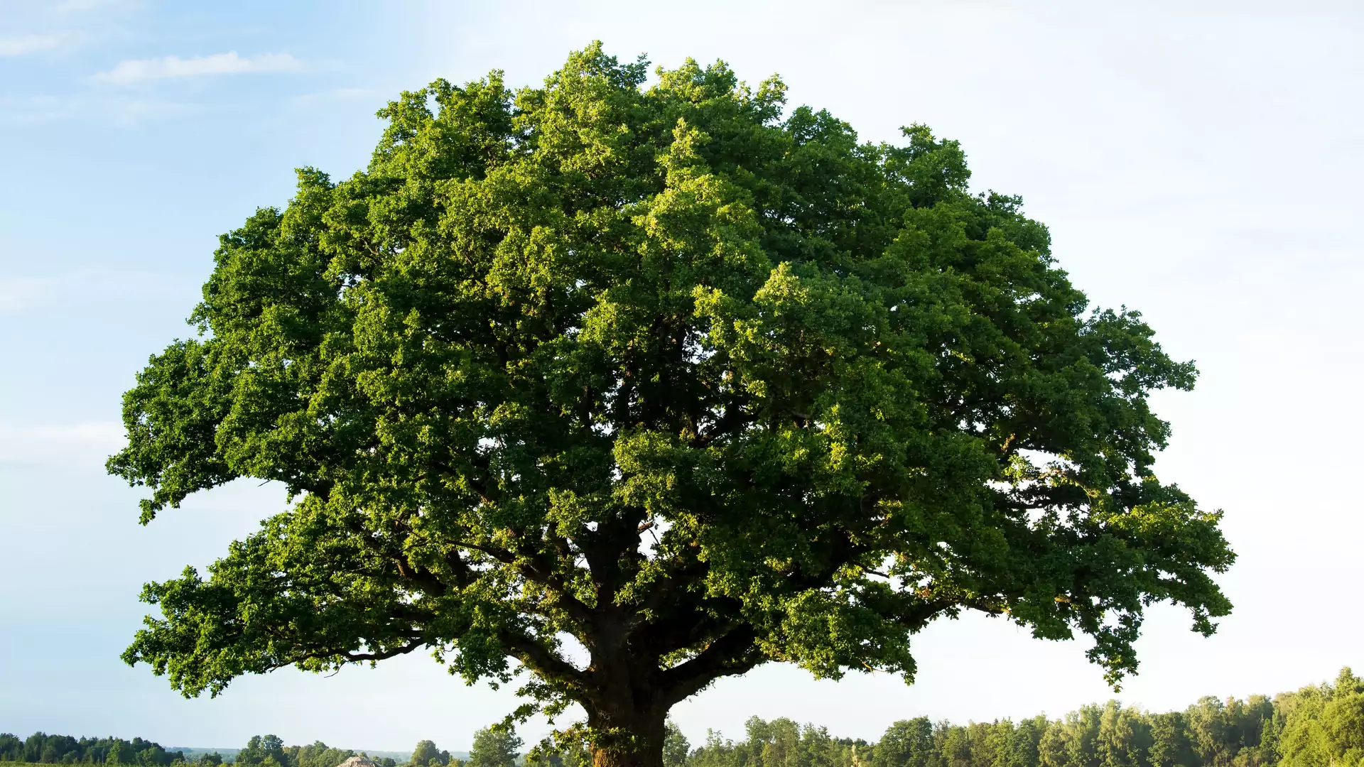 Jakie drzewo roztacza nad tobą opiekę? Mówi to horoskop celtycki