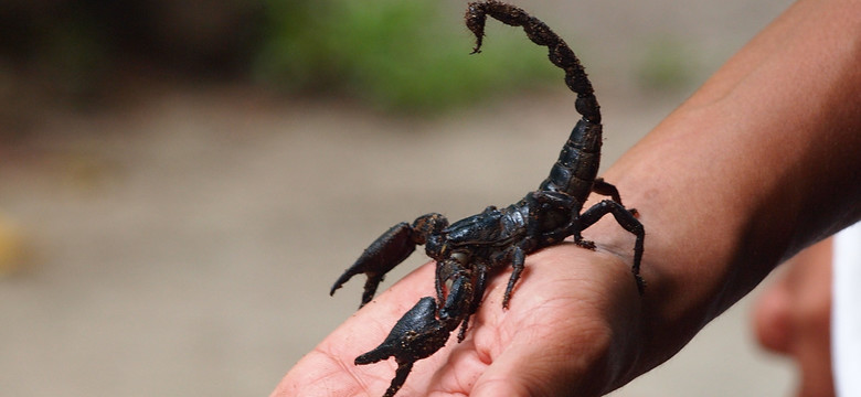 Jak smakują skorpiony?