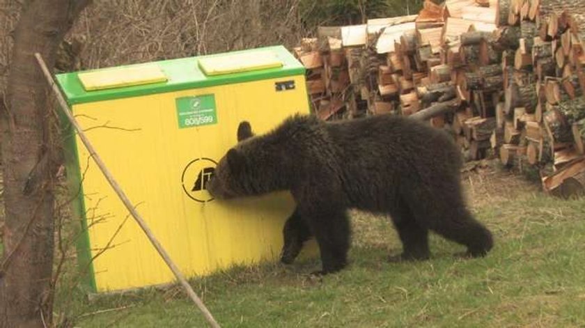 Misiu wpadł na obiad do leśniczego