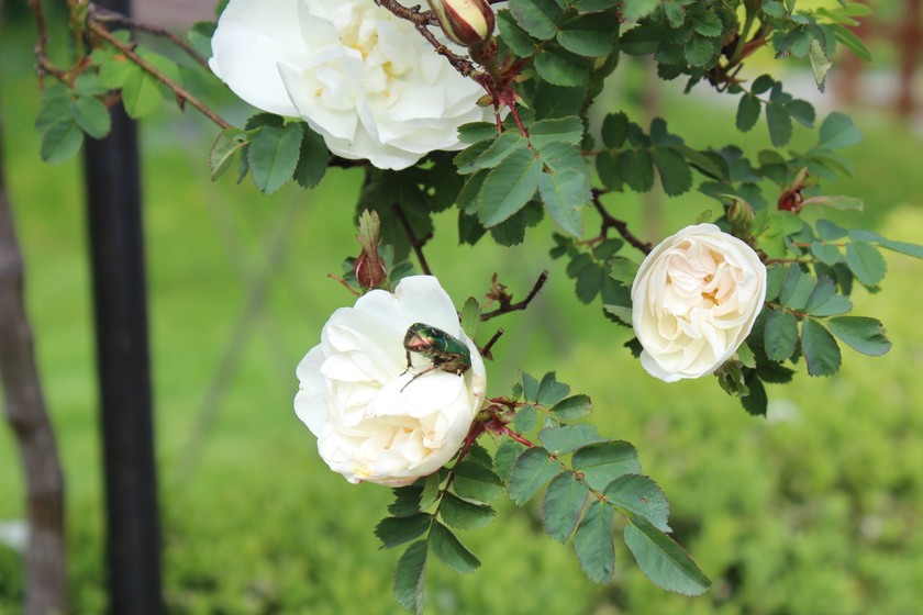 Le jardin est une véritable oasis pour les plus microorganismes.