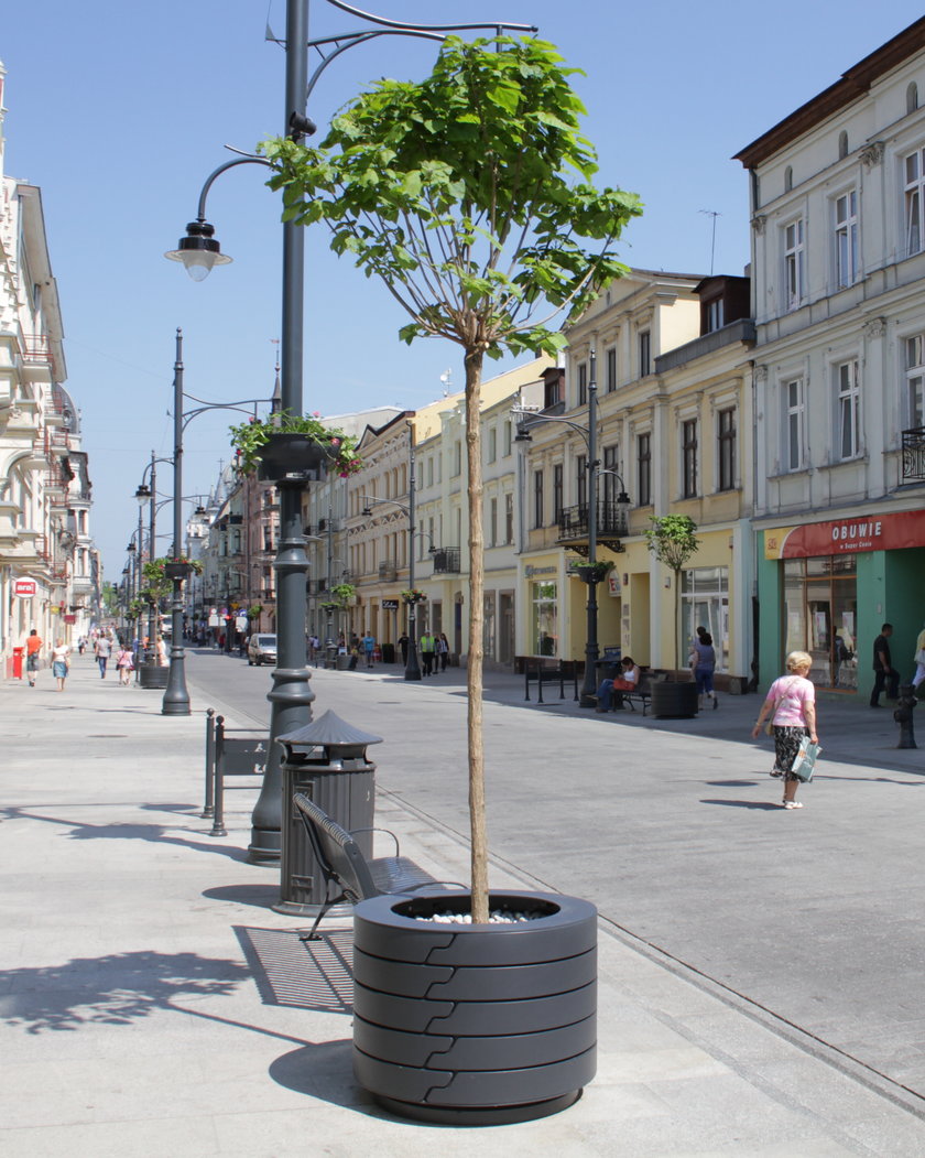 wymieniają zeschnięte klony an piotrkowskiej