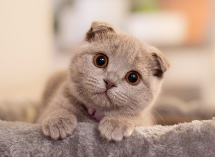 Piromániás macska okozott lakástüzet Pécsett című cikk nyitóképe