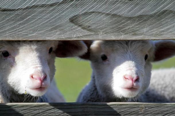 owce nowa zelandia 