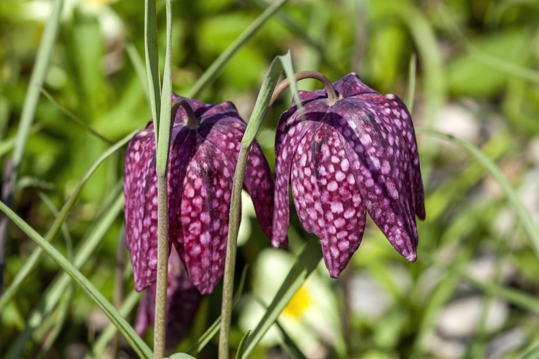 Szachownica kostkowata (Fritillaria meleagris)