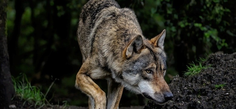 Wilki nie zabijają zdrowych zwierząt. Są skuteczniejsze niż myśliwi