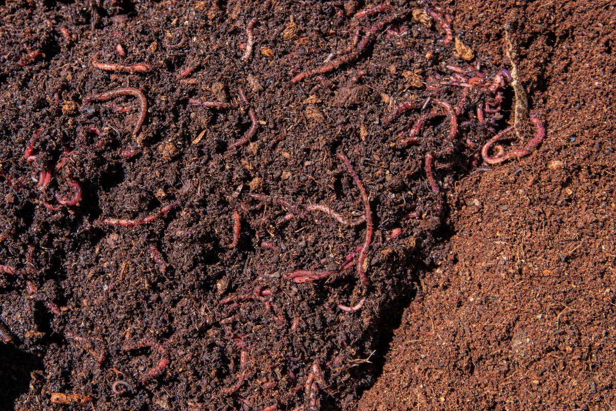 Mięsożerne płazińce zagrażają Polsce? Nowy inwazyjny intruz na horyzoncie
