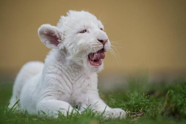 Four-week-old female white lion cub