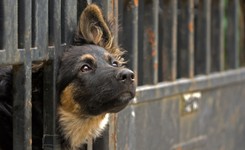 Przeżyły piekło na Mazurach, teraz trafiły do stołecznego schroniska