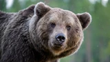 Jest pozwolenie na odstrzał 3 niedźwiedzi w Bieszczadach. To ostateczność?