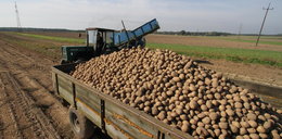 Rosjanie nie chcą polskich ziemniaków. Znana sieć rezygnuje z importu