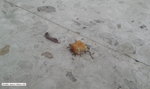 Te mrówki najwyraźniej kochają fast food! 
