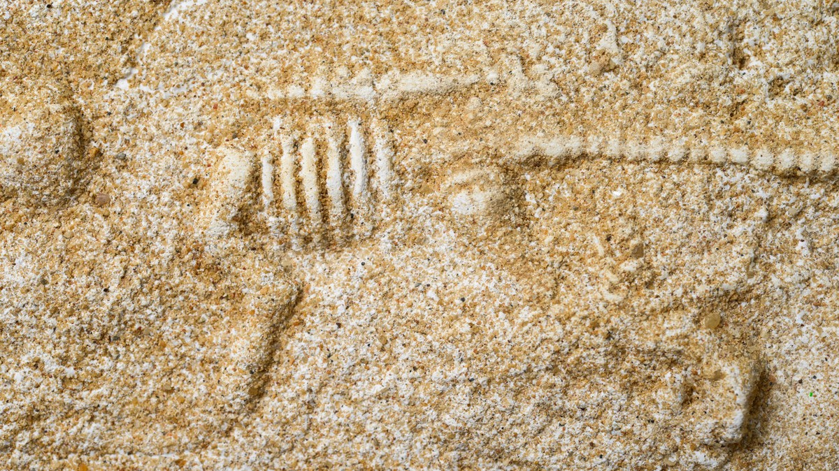 Otra especie de dinosaurio ha sido identificada en Australia – Flick