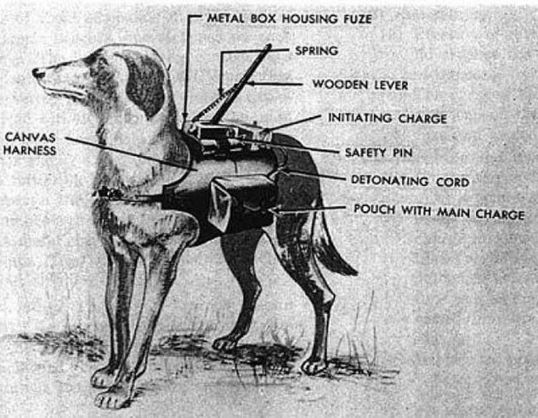 "Pies przeciwczołgowy" / fot. Creative Commons