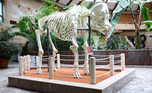 W warszawskim Zoo wydrukowali szkielet słonia