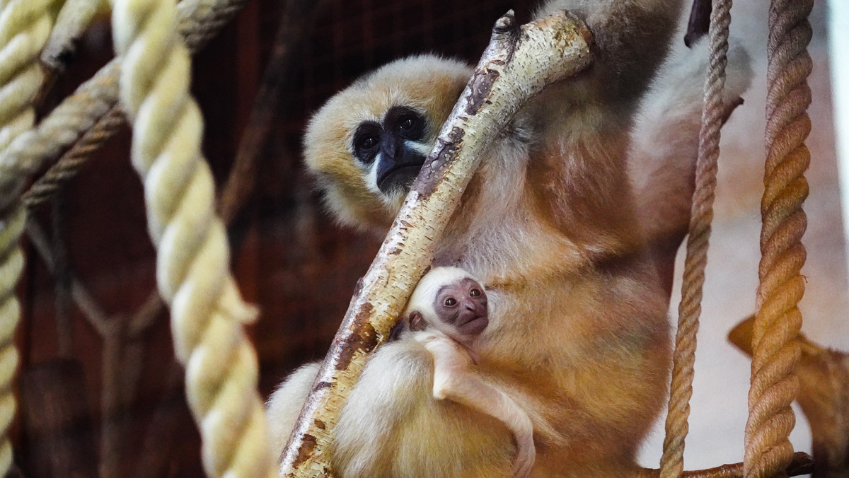 We wrocławskim zoo urodził się mały gibon białopoliczkowy