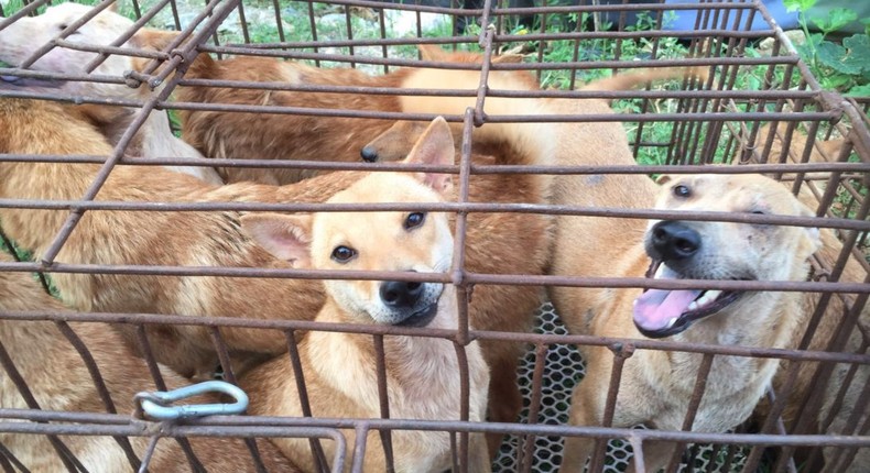 Sonko reveals plans to open dog meat market