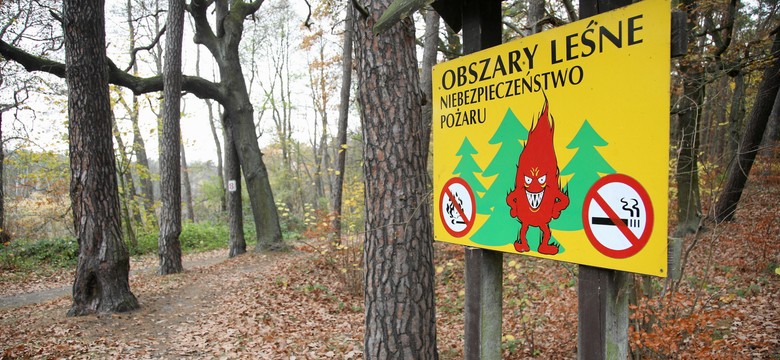 10441,7 zł to średnia pensja w Lasach Państwowych. Zarobki leśników