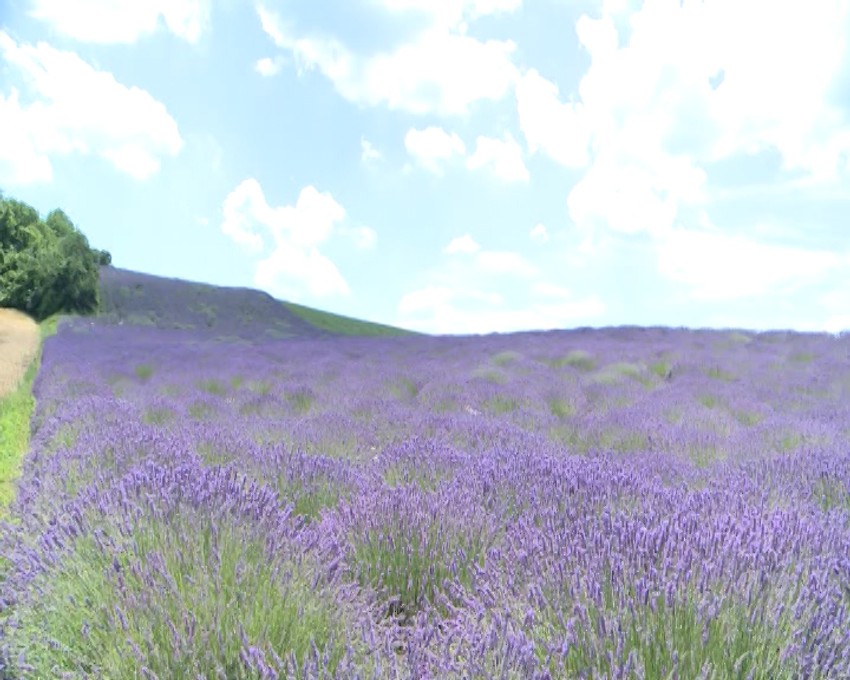 Polja lavande u Bukovcu