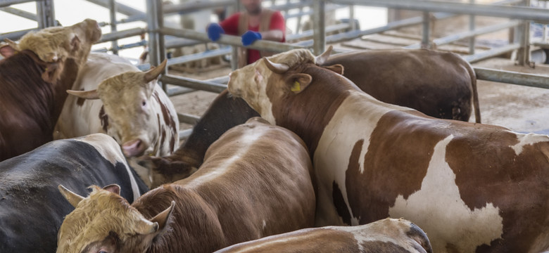 Ptasia grypa szaleje wśród krów w USA. Bydło może zarażać koty