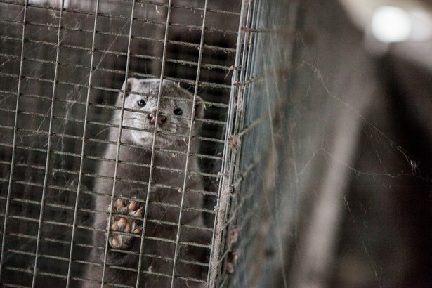 W ostatnim czasie nowelizacja ustawy o ochronie zwierząt, która zakłada m.in. zakaz hodowli zwierząt na futra z wyjątkiem królika i ograniczenie uboju rytualnego tylko do potrzeb krajowych związków wyznaniowych, wywołuje protesty rolników, a także hodowców.