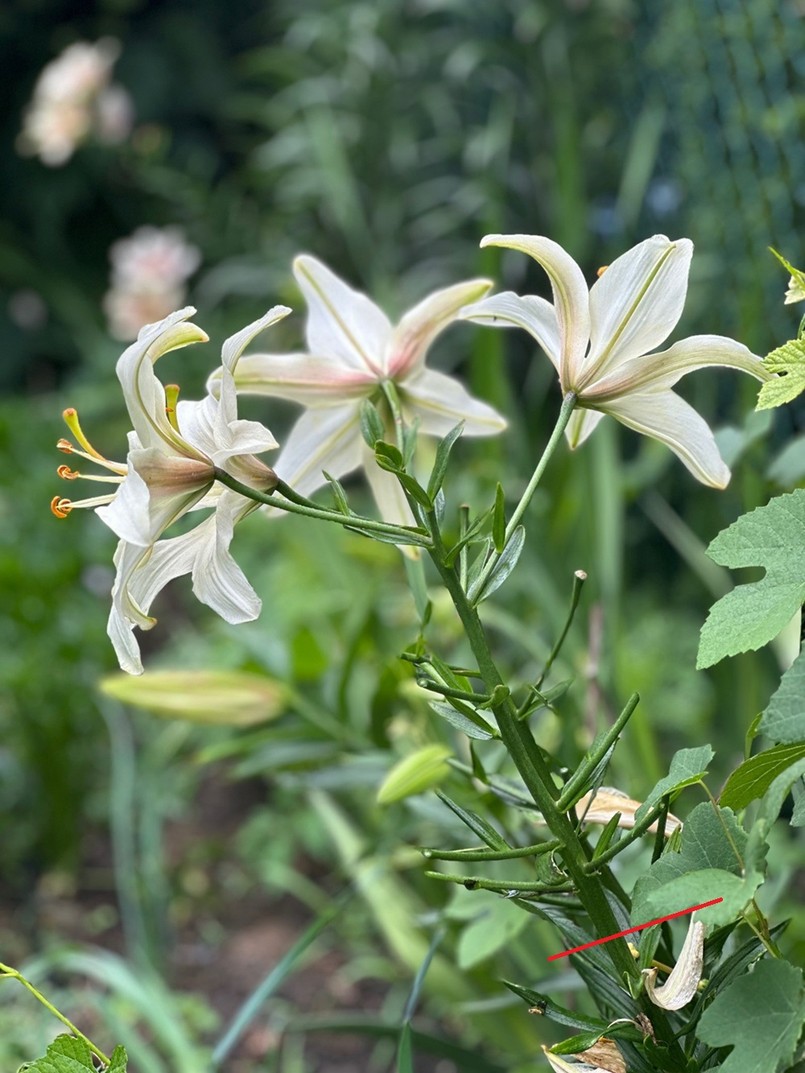 Lilie w ogrodzie - miejsce cięcia kwiatostanu