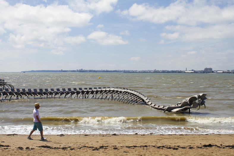 Serpent d'Océan na francuskiej plaży