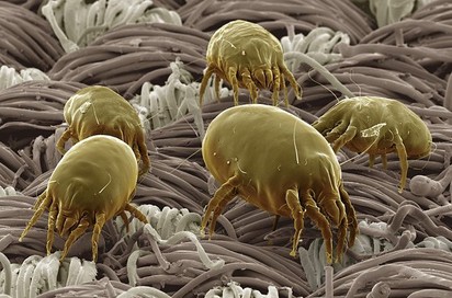 Immunterápia: poratka allergia kezelés 3 év alatt?