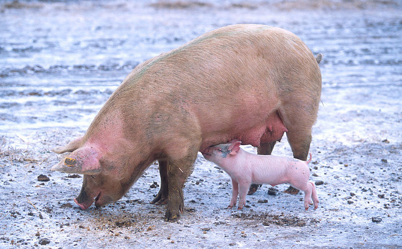 Ale Folwark - sympatyczna gra farmerska. W rzeczywistości tak słodko nie było...