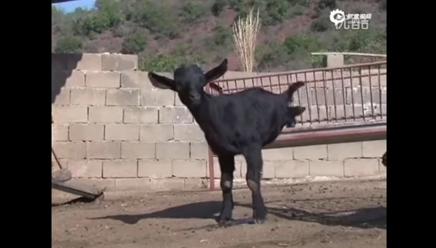 Voli da se igra i da skakuće