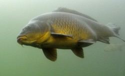 Pijawki, splewki karpiowe i widłonogi. Pasożyty, które przynosisz do domu z rybami