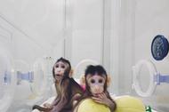 Małpki Zhong Zgong i Huo Huo - pierwsze sklonowane naczelne