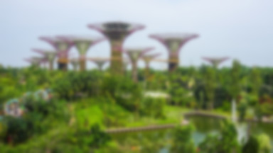 Tak wyglądają ogrody botaniczne w Singapurze