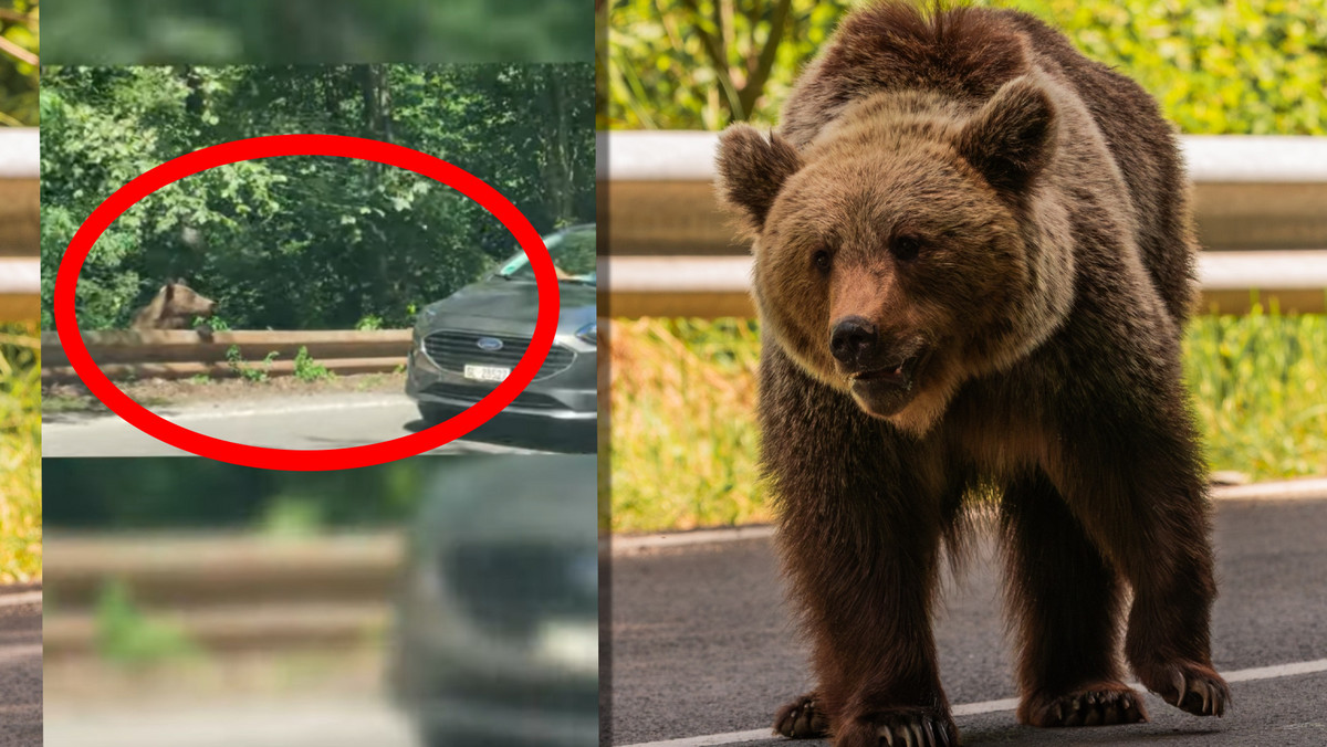 "Mężczyzna karmi niedźwiedzia i głaszcze go po łbie, zostaje zaatakowany..."