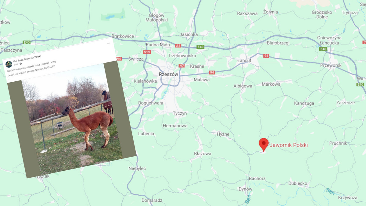 Lama uciekła z zoo w Jaworniku Polskim. Trwają poszukiwania