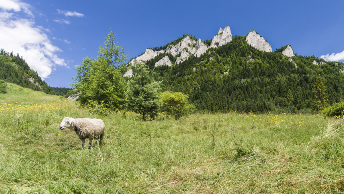 Pieniński Park Narodowy zbudował fragment ekosystemu leśnego. To nietypowa wystawa przyrodnicza, która pokazuje naturalny las w miniaturze. Można zobaczyć charakterystyczne dla tego pasma gór drzewa jak buki czy jodły oraz różne gatunki typowe dla runa leśnego. Wśród nich jest paproć zwana języczkiem zwyczajnym, bluszcz czy barwinek.