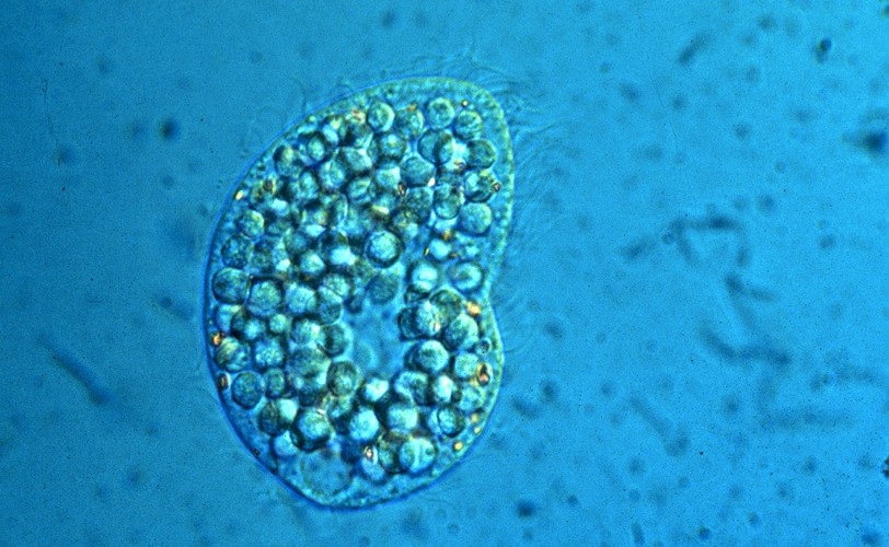 Naukowcy wiążą też duże nadzieje z terapiami opartymi na badaniach mikrobiomów ludzkich. Te mikroorganizmy występujące w ciele człowieka (np. w jamie ustnej czy przewodzie pokarmowym) mogą być ważnym źródłem wiedzy na temat chorób i walki z nimi. Przedsięwzięcie naukowe polegające na zebraniu danych z zakresu mikrobiologii środowiskowej określane jest jako Earth Microbiome Project. Został on zaproponowany w lipcu 2010 roku na konferencji Terabase Metagenomics w USA.