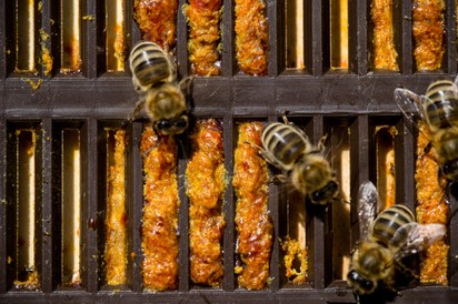 Gyógyító méhek: megölte a propolisz a ráksejteket ennél a daganatnál