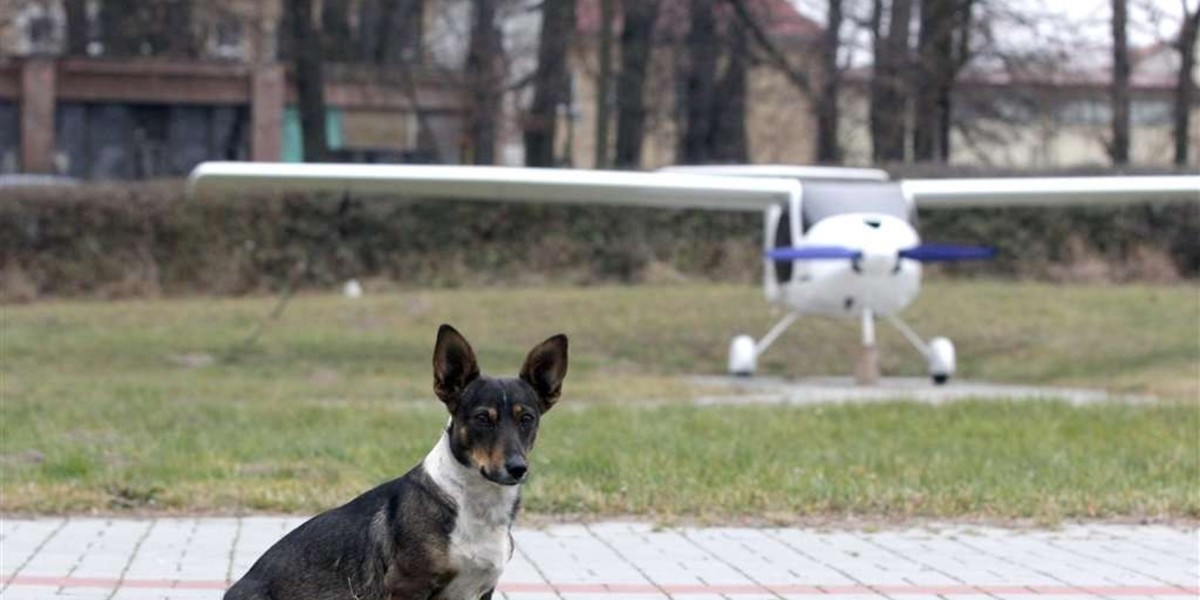 Piesek zamieszkał na lotnisku