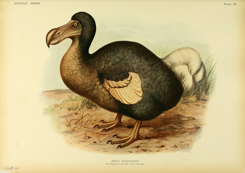 Dodo