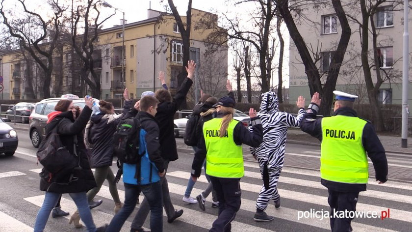 Akcja katowickiej policji- Zebry spacerowały po pasach