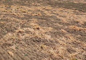 Požutela njiva posle upotrebe totalnih herbicida | Foto: BBC/Jelena Subin
