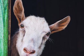 curious hornless goat