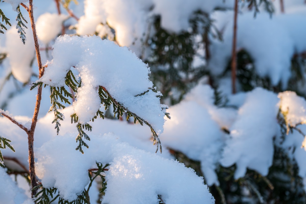 tuje zima śnieg