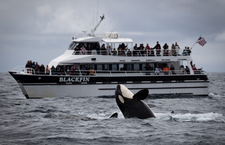 An orca breaching in Monterey Bay.Evan Brodsky/ Monterey Bay Whale Watch