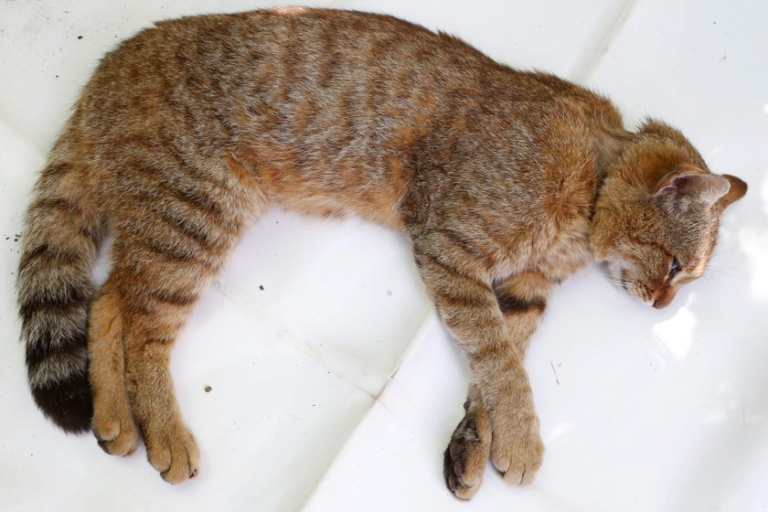 Korsyka: Tak wygląda koto-lis. Naukowcy uznali go za nowy gatunek