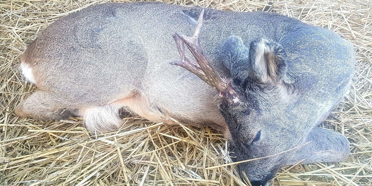 Szarpali go, kopali i rzucali nim o bruk. Horror na Lubelszczyźnie