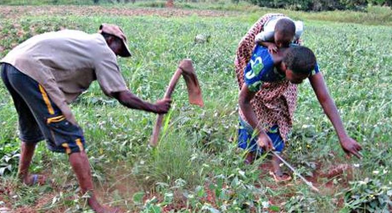 Farmers in Ghana